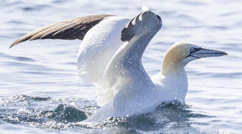 Mounts Bay, Penzance Boat Trip - Booking Flexibility and Practical Planning