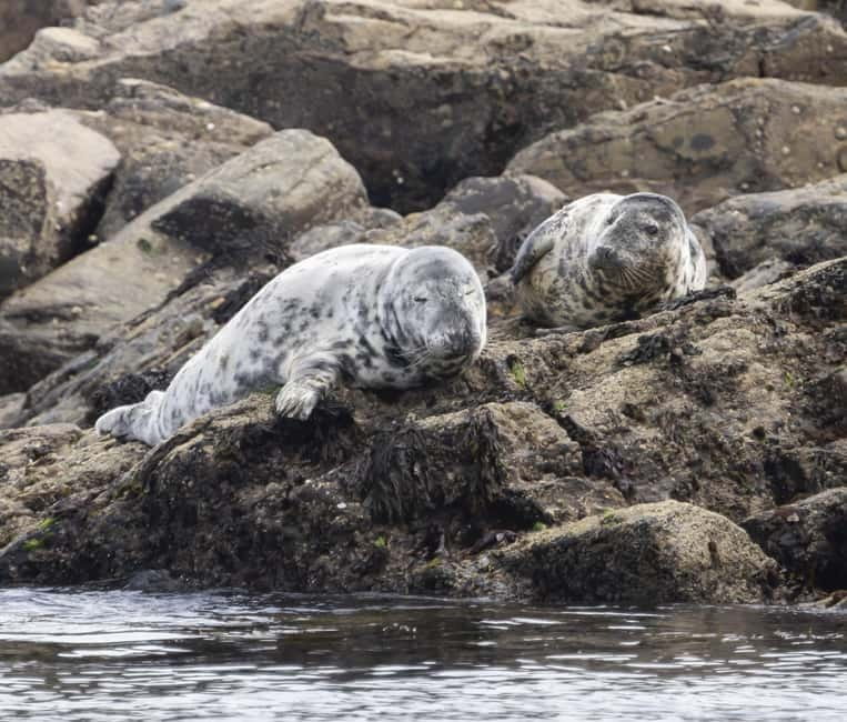 Mounts Bay, Penzance Boat Trip - A Marine Biology Guide Changes the Experience