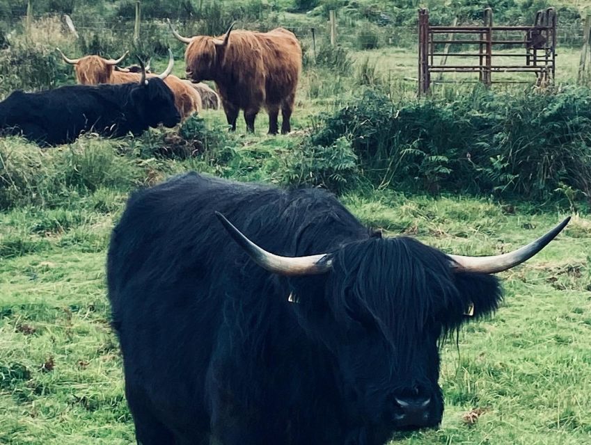 Oban: Isle of Mull and Iona Tour - Booking Advice For The Ferry And Weather