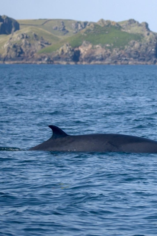 Padstow: Guided RIB Sealife Safari - Key points before you book