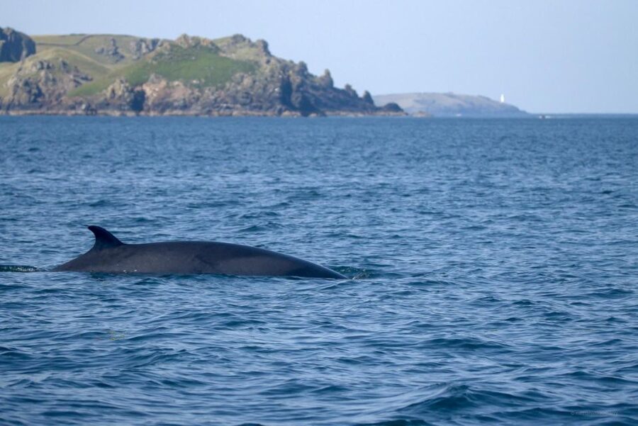 Padstow: Guided RIB Sealife Safari - Leaving Padstow through the Camel Estuary