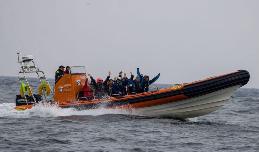 Padstow: Guided RIB Sealife Safari - Searching for dolphins, seals, and whales