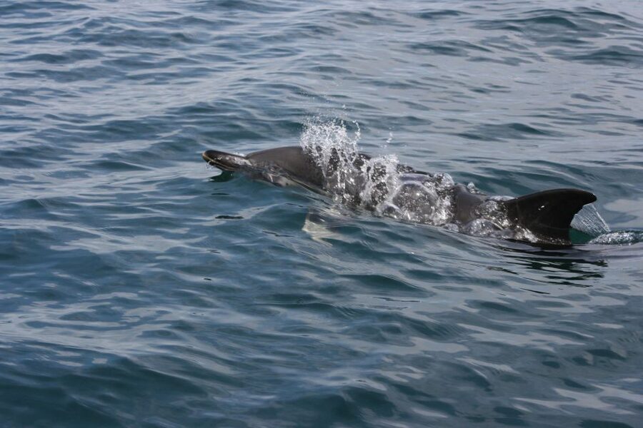 Padstow: Guided RIB Sealife Safari - Seabirds and Puffin Island from April to July