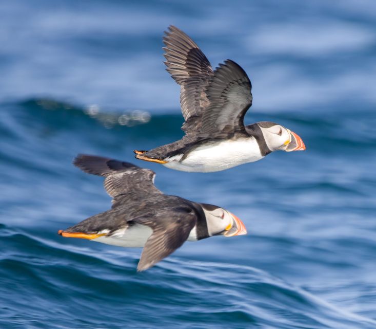 Padstow: Guided RIB Sealife Safari - Racing along 25 miles of North Cornwall coast