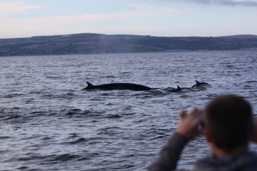 Penzance: Land's End Boat Tour with Wildlife Guides - Key points at a glance
