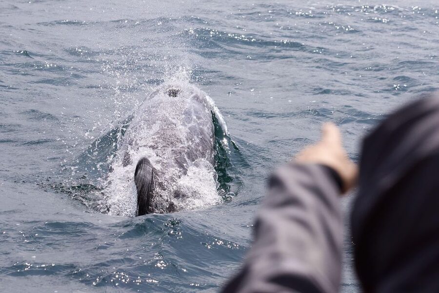 Penzance: Land's End Boat Tour with Wildlife Guides - What the Ride Feels Like in Real Conditions