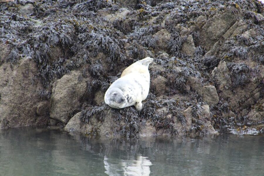 Queensferry: Maid of the Forth 1.5-Hour Sightseeing Cruise - Is $24 good value?