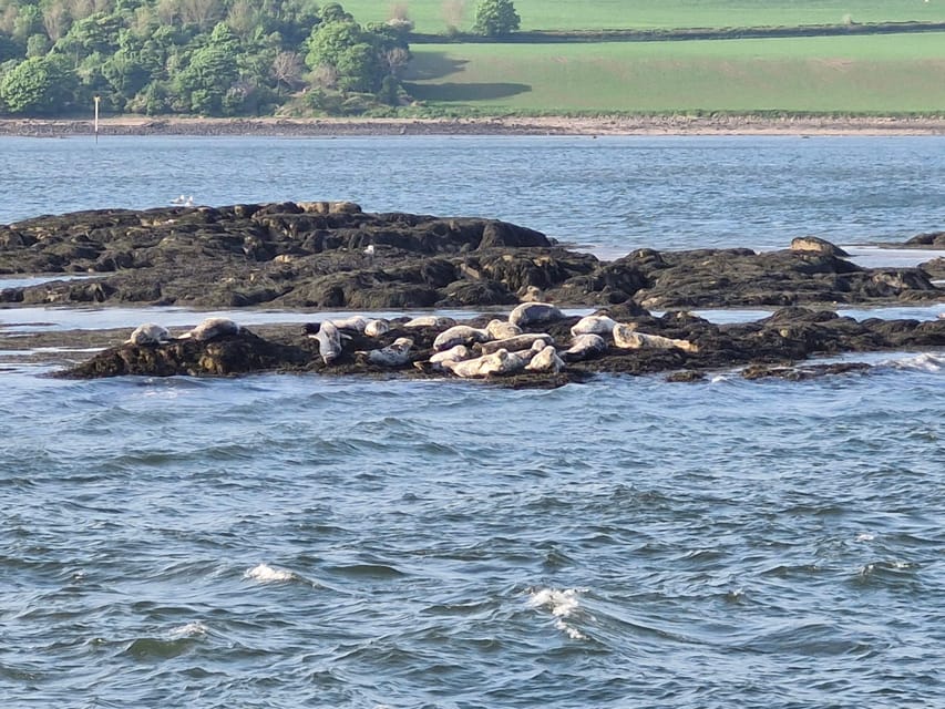 Queensferry: Sightseeing Cruise to Inchcolm Island - Is the $28 fare good value?