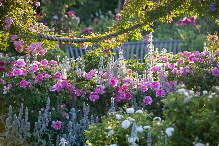Royal Horticultural Society: Rosemoor Garden Ticket - Starting Among Rosemoor’s 250 Rose Varieties