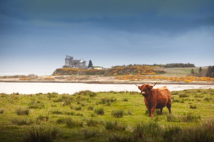 Scotland: West Highlands, Mull and Iona 4-Day Tour - Day 2: Iona Abbey, sandy beaches, and optional Staffa