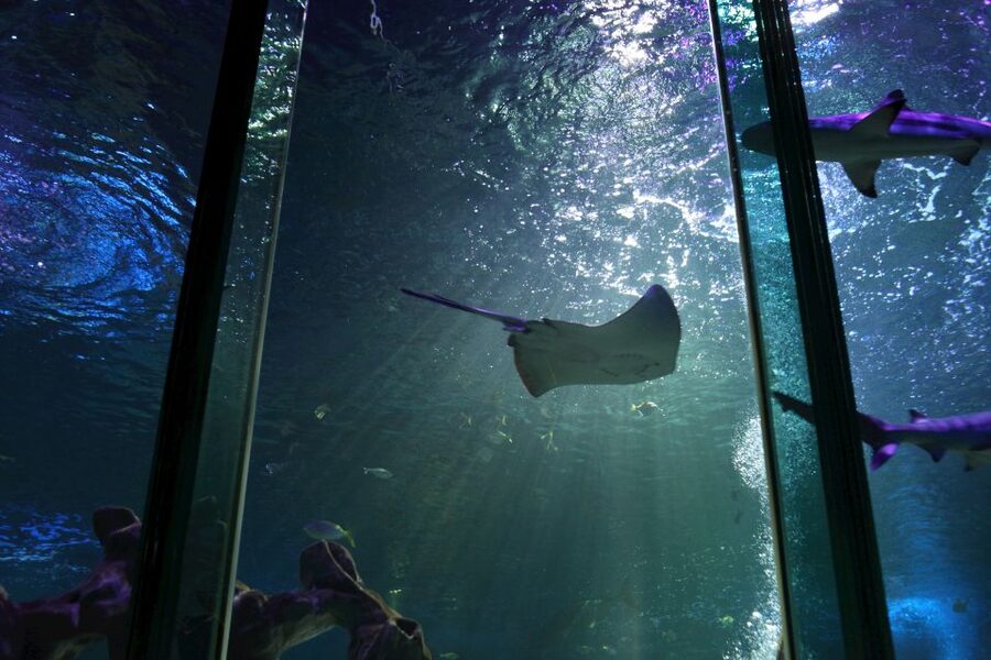 SEA LIFE Blackpool Entrance Ticket - Key things to know before you go