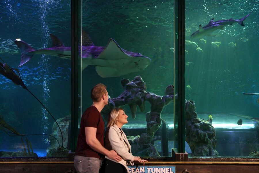 SEA LIFE Blackpool Entrance Ticket - Starting with sharks, reef fish, and seahorses