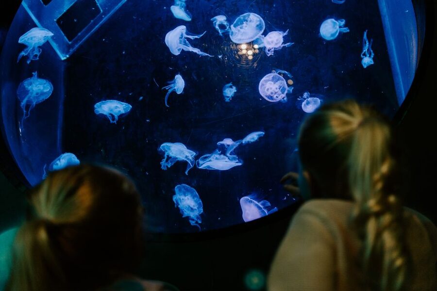 Sea Life Brighton Admission Ticket - Food, facilities, and comfort