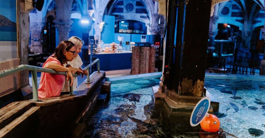 Sea Life Brighton Admission Ticket - The seahorse nursery rewards a slower look