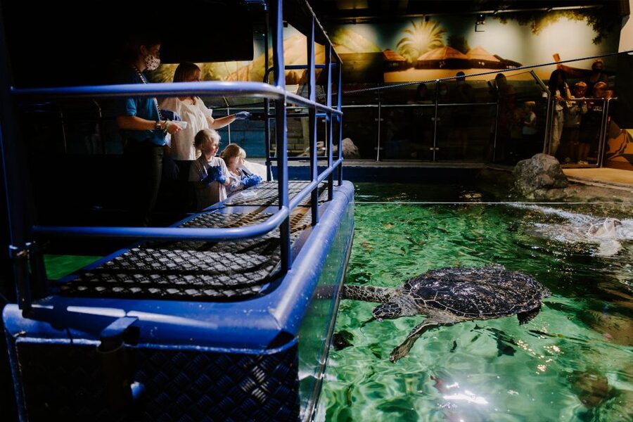 Sea Life Brighton Admission Ticket - Sharks, rays, and the glass-bottom boat