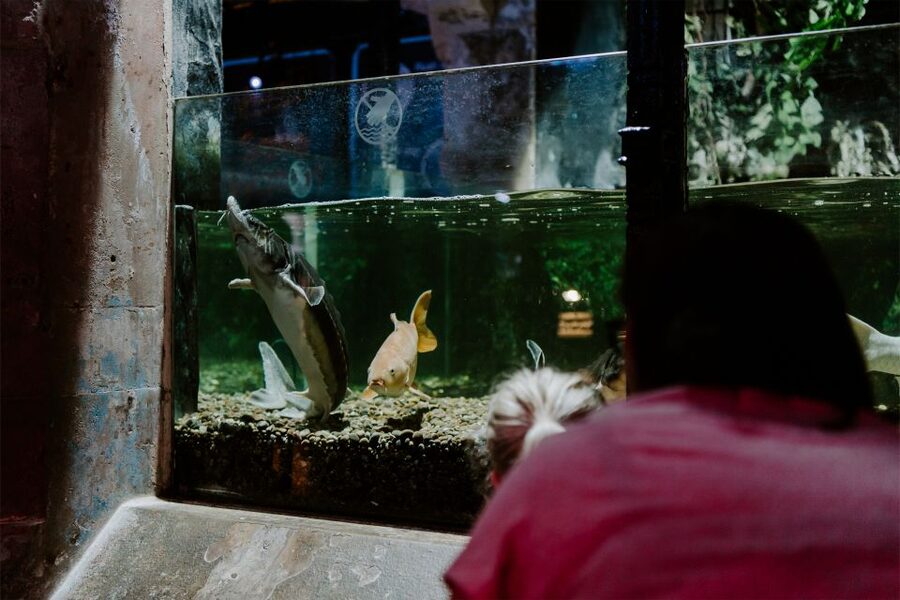 Sea Life Brighton Admission Ticket - Exploring the darker ocean sections