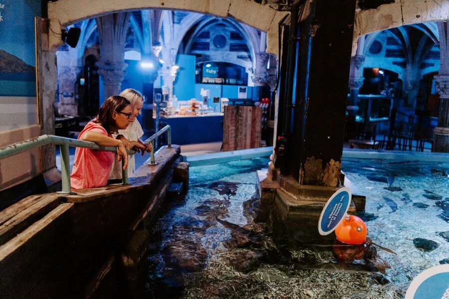 Sea Life Brighton Admission Ticket - Talks and feeding times make the visit more useful