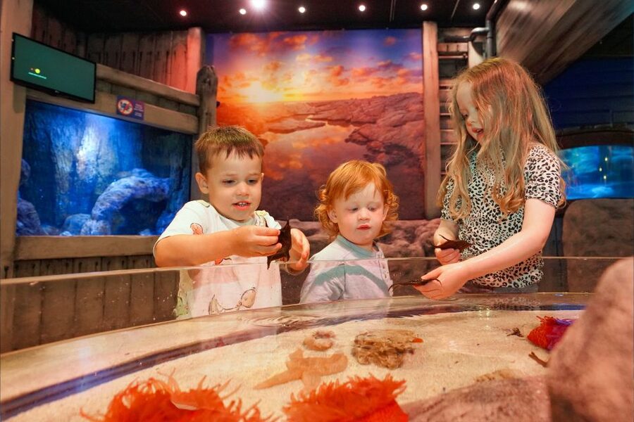 SEA LIFE Great Yarmouth - Key points to know before you go