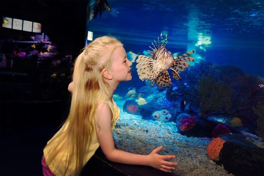 SEA LIFE Great Yarmouth - Starting on Great Yarmouth’s Marine Parade
