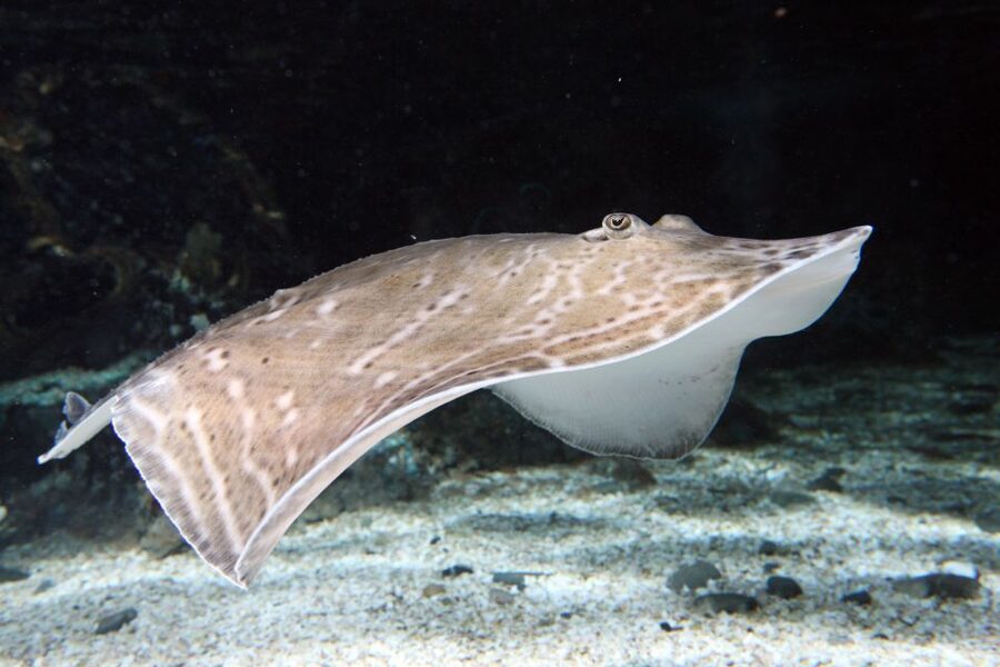 SEA LIFE Great Yarmouth - Jelly Invaders and the strange life of jellyfish