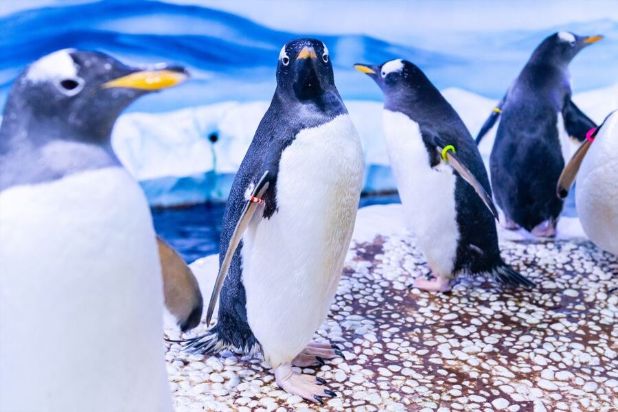 SEA LIFE London & DreamWorks Shrek's Adventure: Combo Ticket - Why this London combo works well