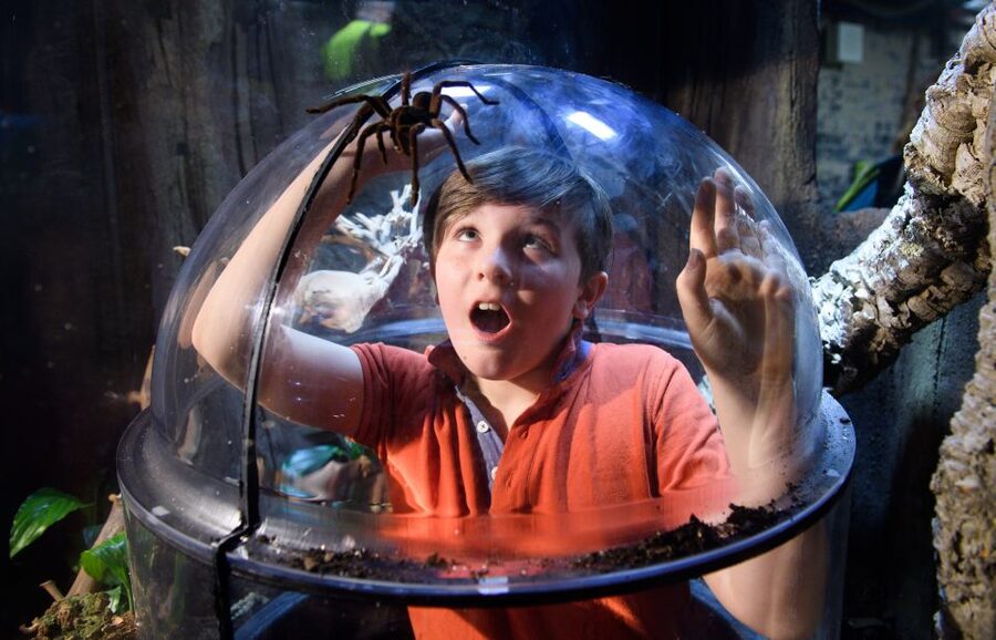 SEA LIFE London & DreamWorks Shrek's Adventure: Combo Ticket - Rainforest Adventure and Ocean Invaders