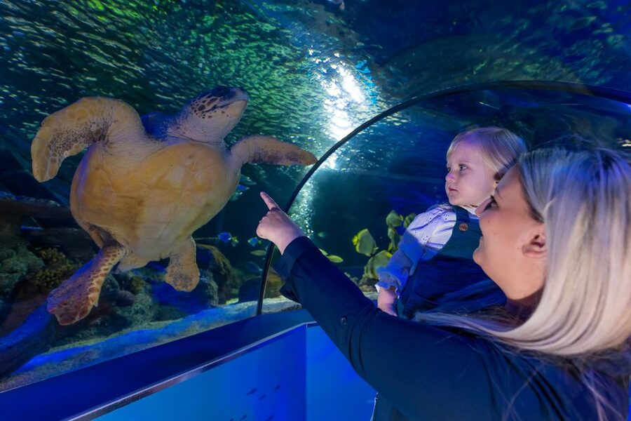 Sea Life Scarborough - Key points to know before you go