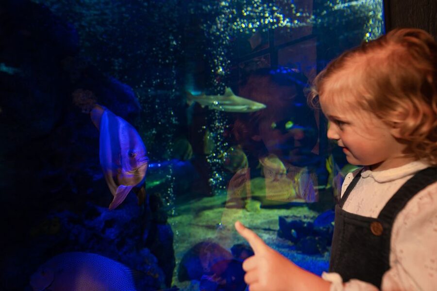 Sea Life Scarborough - Get your hands wet at the rockpool