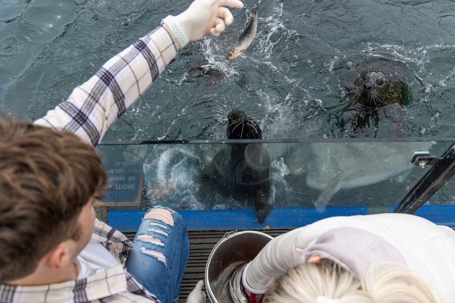 Sea Life Scarborough - Meet Humboldt penguins at Penguin Island