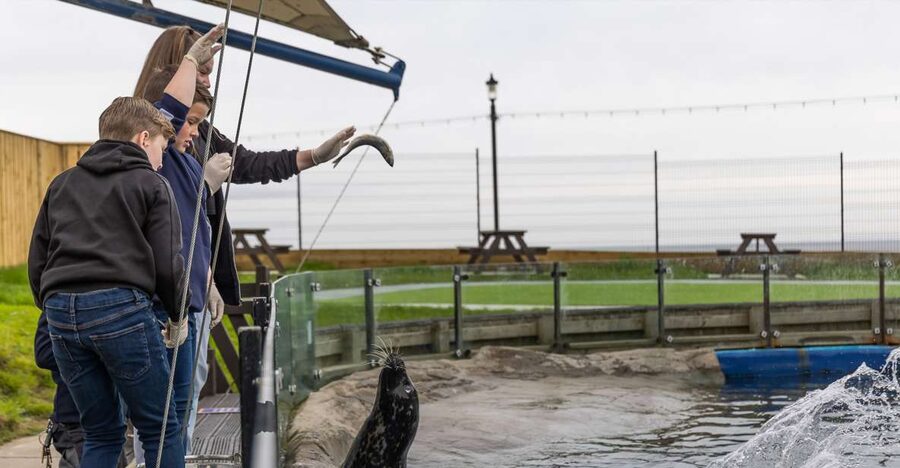 Sea Life Scarborough - Start with the Turtle Rescue Centre