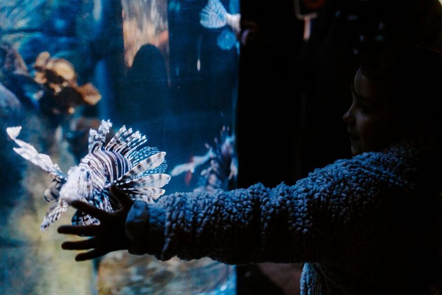 Sea Life Weymouth Admission Ticket - Sharks, stingrays, and the daily feeding times