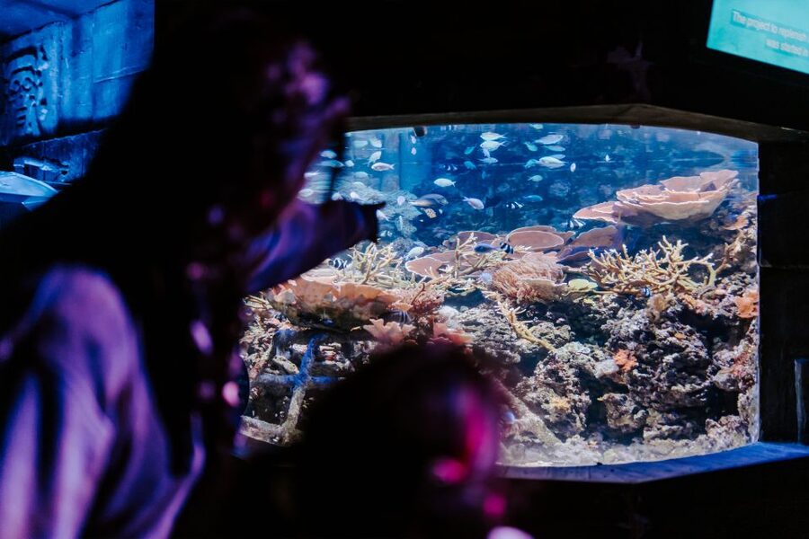 Sea Life Weymouth Admission Ticket - Choosing the best time to visit