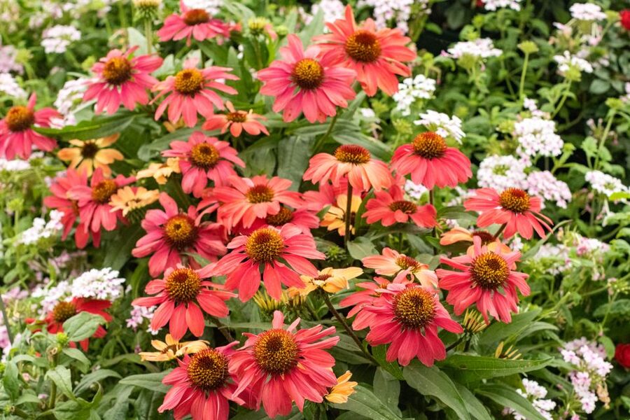 Secret Gardens of London Private Tour - Key points at a glance