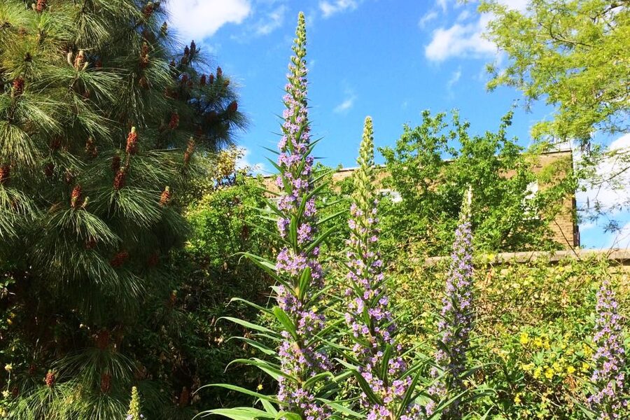 Secret Gardens of London Private Tour - Chelsea Physic Garden and medicinal plants