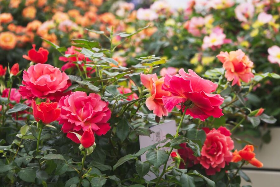 Secret Gardens of London Private Tour - High tea and the palace garden setting