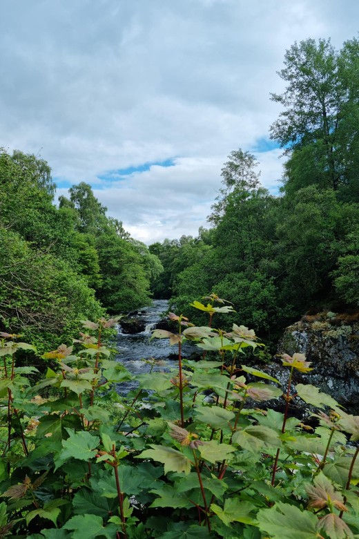 Shore excursion from Invergordon - Castles, Scenery & Whisky - Dornoch for cafés, shops and lunch