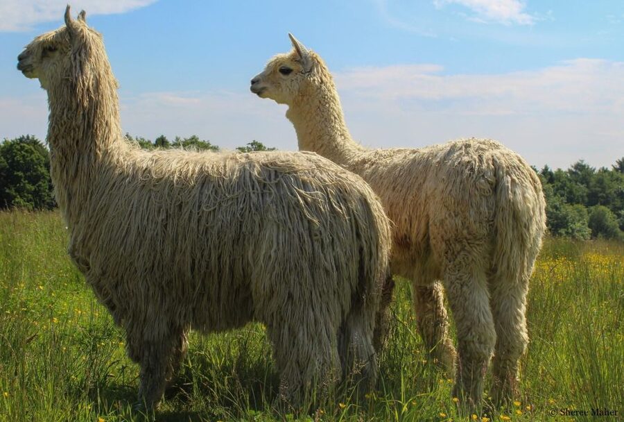 Shropshire: Alpaca Meet & Greet Intimate Alpaca Experience - Key Points Before You Book