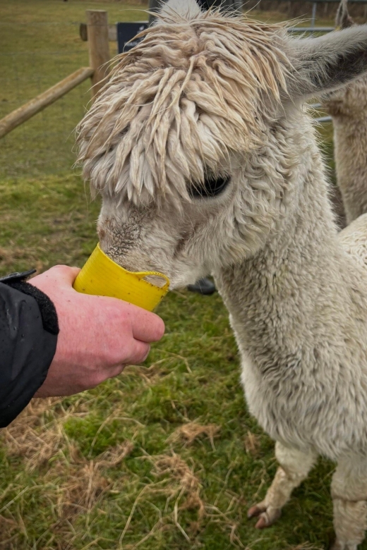 Shropshire: Alpaca Meet & Greet Intimate Alpaca Experience - Meeting the Herd at Frankly Alpacas