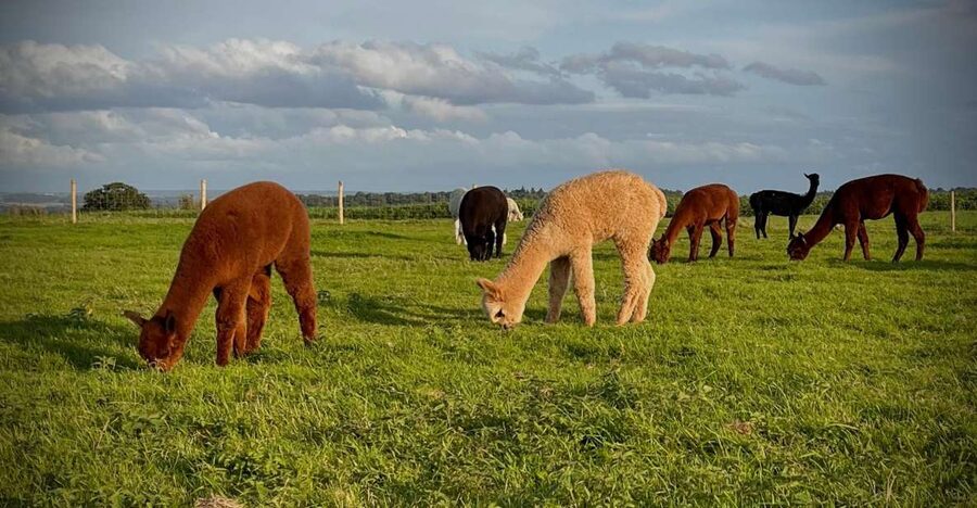 Shropshire: Alpaca Meet & Greet Intimate Alpaca Experience - Three Paddocks, Three Herds, Many Personalities