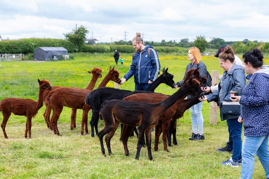 Shropshire: Alpaca Meet & Greet Intimate Alpaca Experience - The Shropshire Setting and What to Wear