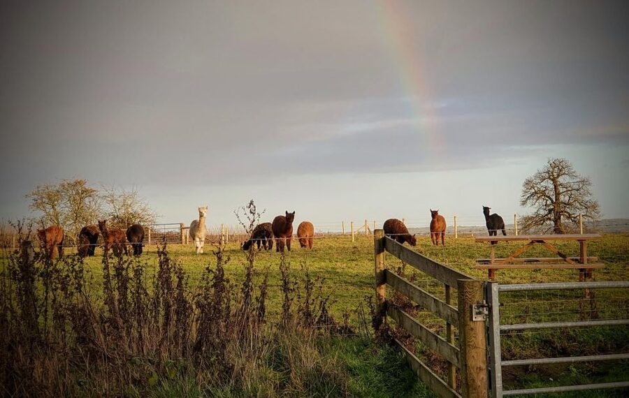 Shropshire: Alpaca Meet & Greet Intimate Alpaca Experience - Is $24 Good Value for One Hour?