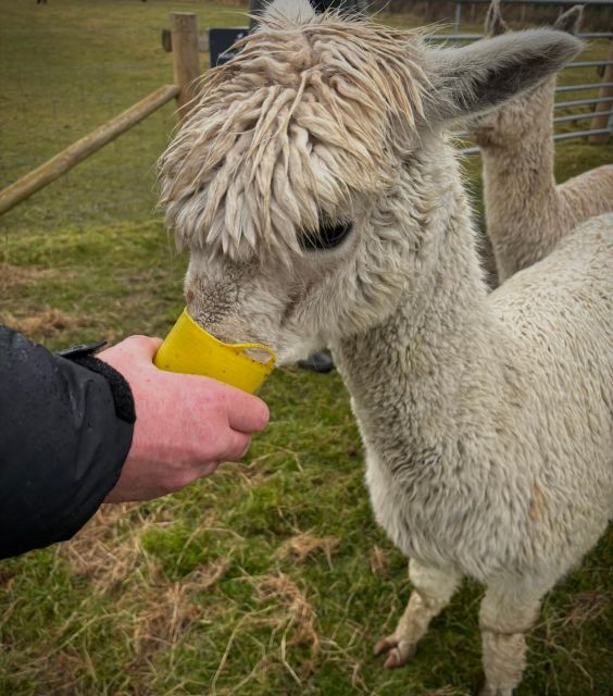 Shropshire: Alpaca Meet & Greet Intimate Alpaca Experience - Practical Details for a Smooth Visit