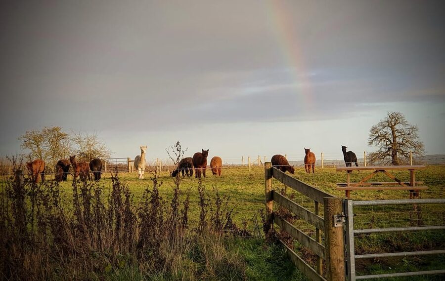 Shropshire: Alpaca Meet & Greet Intimate Alpaca Experience - Why Free-Roaming Alpacas Make a Difference