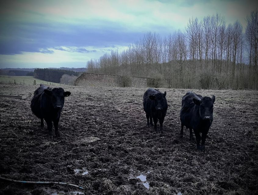 Shropshire: Meet the Mini Moos Cow Cuddling Experience - What makes the Mini Moos experience special