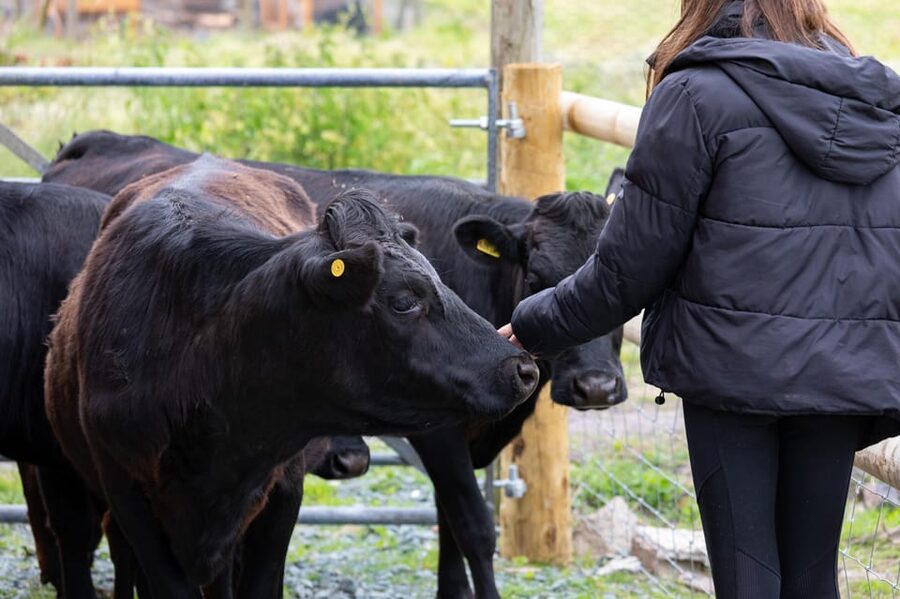 Shropshire: Meet the Mini Moos Cow Cuddling Experience - Meeting the tiny Dexters at Frankly Alpacas