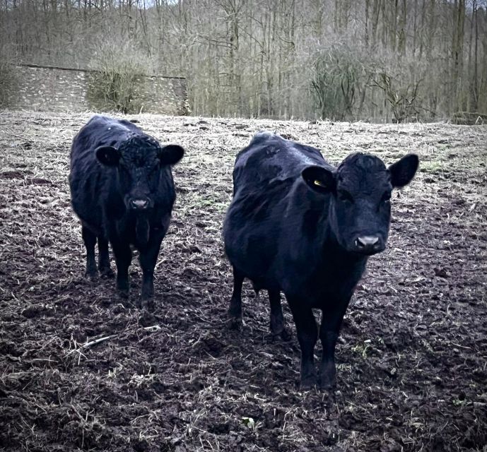 Shropshire: Meet the Mini Moos Cow Cuddling Experience - The next 50 minutes: feeding, brushing, and gentle contact