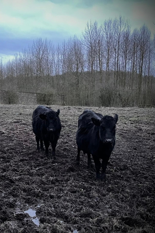 Shropshire: Meet the Mini Moos Cow Cuddling Experience - Who will enjoy this most?