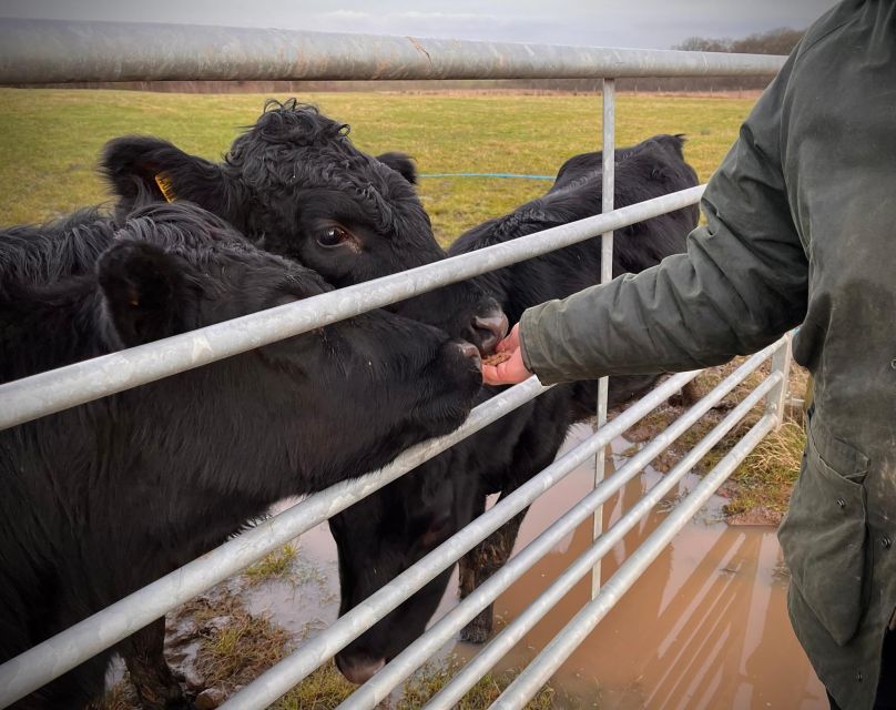 Shropshire: Meet the Mini Moos Cow Cuddling Experience - Is $26 good value for one hour?