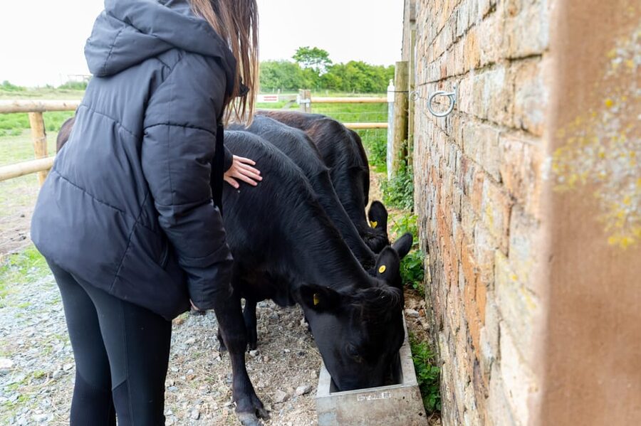 Shropshire: Meet the Mini Moos Cow Cuddling Experience - The first 10 minutes: safety and introductions