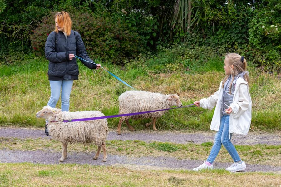 Shropshire: Sheep Trek with the Smallest Sheep in the World - Key points before you book